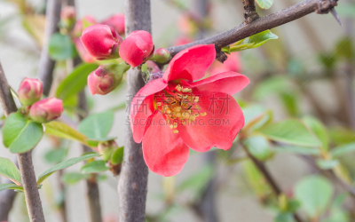 枝,红色,春天,花朵,组图,美,芳香的,水平画幅,枝繁叶茂,荆棘