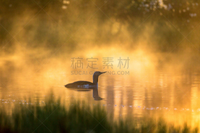 早晨,光,雾,红喉潜鸟,池塘,水,美,水平画幅,无人,鸟类