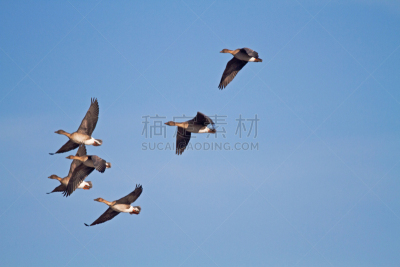豆雁,数字6,天空,动物群,水平画幅,蓝色,雁属,鹅肉,丘陵鹅,鸟类