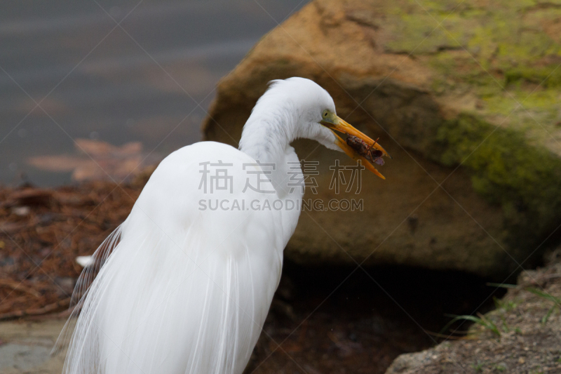 苍鹭,约巴林达,自然,水平画幅,秋天,鸟类,昆虫,吃,摄影