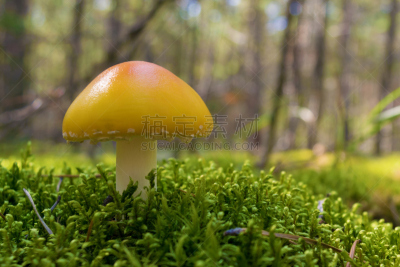 鹅膏菌,苔藓,特写,绿色,有毒生物体,蘑菇,黄色,森林,背景,生长