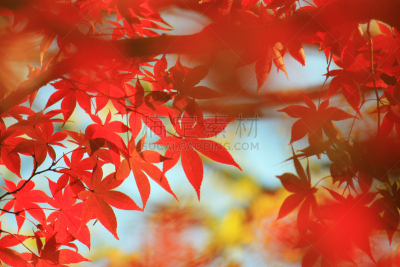 红色,叶子,横滨,城镇景观,鸡爪枫,神奈川县,枫叶,天空,公园,水平画幅