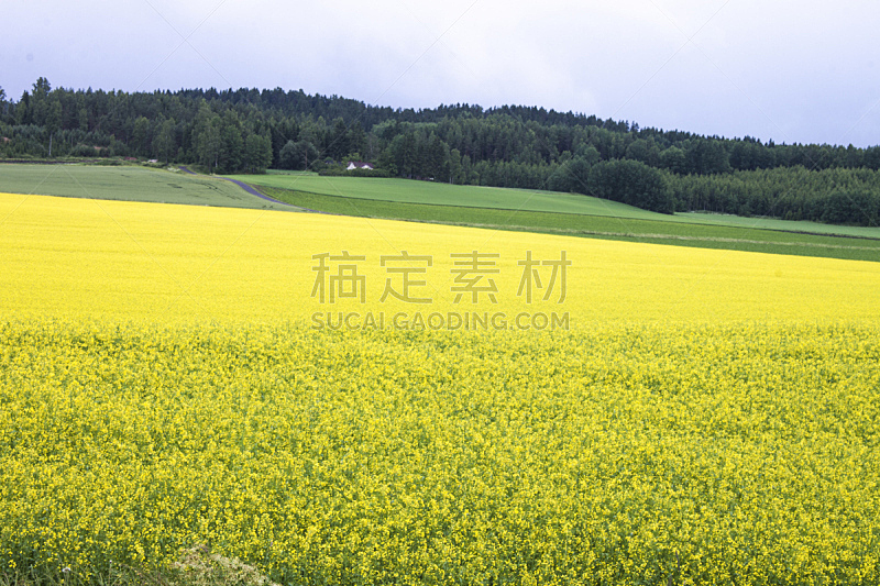 田地,裸麦,仅一朵花,自然,水平画幅,无人,蓝色,夏天,户外,黄色