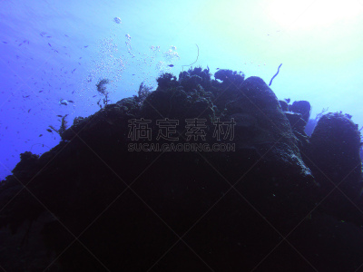 乔治镇,开曼群岛,孔雀鲽,海葵,银莲花,阴影对焦,水肺潜水,洞,水平画幅,潜水