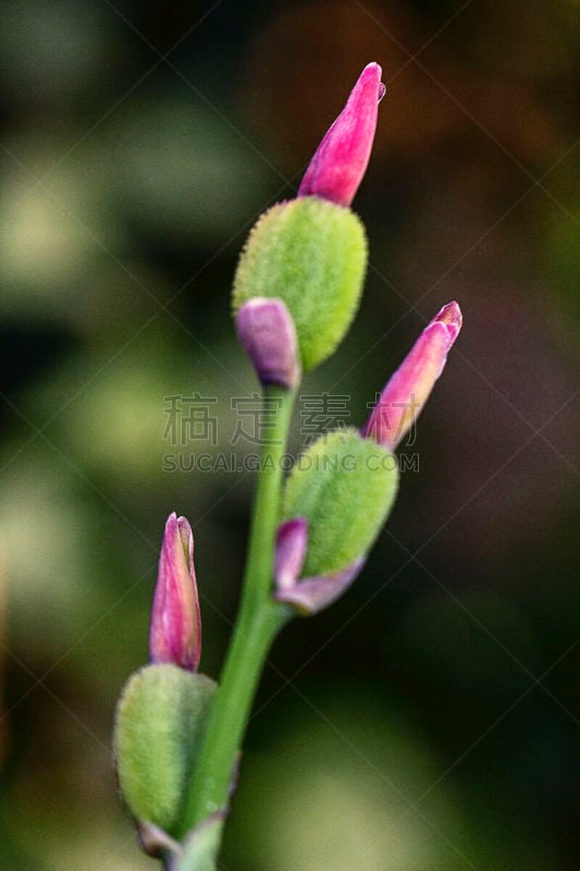 Canna indica bud,