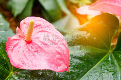 花烛属,火烈鸟,日光,热带鸟,美,水平画幅,夏天,异国情调,室内植物,特写