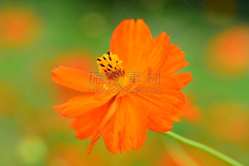 橙色,大波斯菊,自然,水平画幅,星和园,无人,散焦,日本,特写,仅一朵花