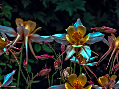 耧斗菜,白色,黄色,无人,龙胆花,图像,数字增强,水平画幅,仅一朵花,大特写