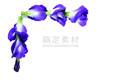 豌豆,蓝色,特写,背景,蝴蝶,自然,水平画幅,染料,植物