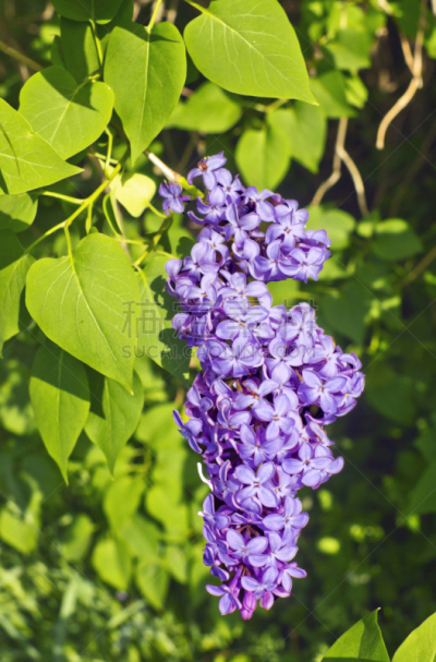 丁香花,花朵,绿色背景,紫色丁香,木樨科,紫色,垂直画幅,美,无人,五月