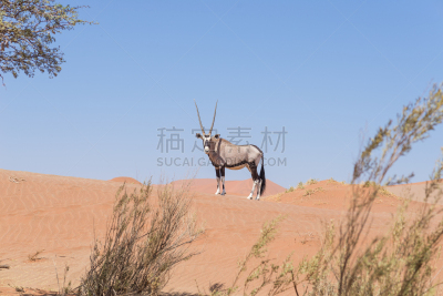 长角羚,纳米布沙漠,注视镜头,大羚羊,瑟斯瑞姆,苏丝斯黎,生物保护区,瞪羚,金合欢树,羚羊