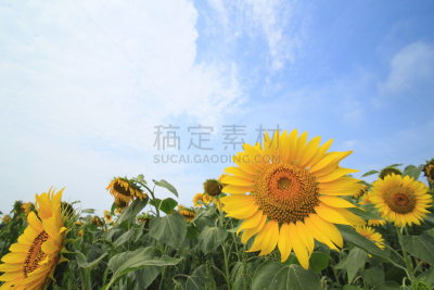 向日葵,田地,自然,天空,水平画幅,无人,蓝色,日本,夏天,户外