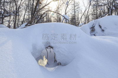兔子,冻原,冬天,野兔,可爱的,野生动物,无形的,雪,加拿大,哺乳纲
