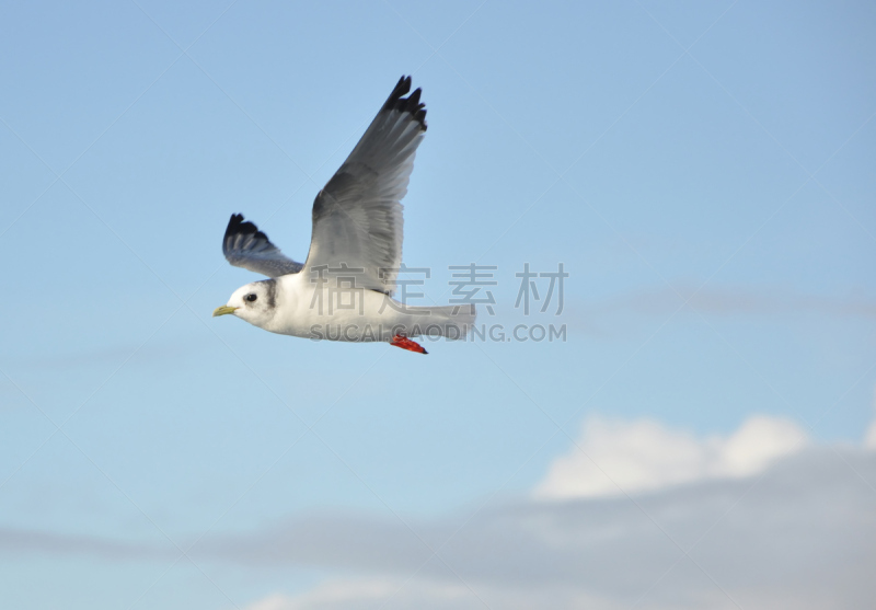 红腿三趾鸥,水平画幅,三趾鸥,海鸟,鸟类,海鸥,濒危物种,海洋,摄影,飞