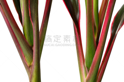 龙血树属植物,叶子,分离着色,白色背景,水平画幅,无人,在边上,热带雨林,夏天,户外