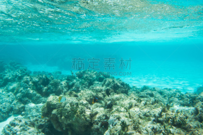 海滩,热带鱼,多色的,水,沙子,海葵,水下,纯净,野外动物,颊纹鼻鱼