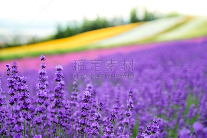 田地,熏衣草,日本,北海道,紫色,多色的,富良野,特写,花,盛开