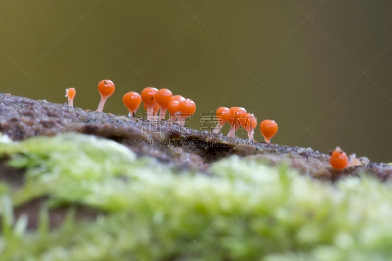 粘液菌,有序,动物,全球商务,宽的,建筑结构,自然,黏菌,泥泞的,橙色