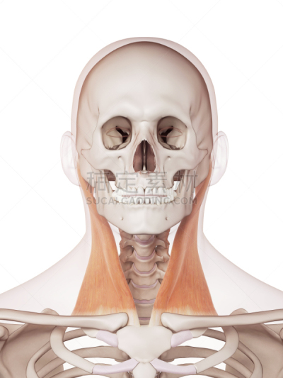 绘画插图,健康保健,垂直画幅,喉咙,白色背景,人,科学,计算机制图,计算机图形学,生物学