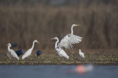 大白鹭,垂直画幅,水,水平画幅,无人,鸟类,鹭科,膳食,野外动物,户外
