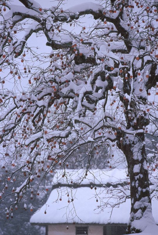 柿子树,片山,自然,垂直画幅,京都府,水果,雪,茅屋屋顶,无人,日本