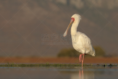 非洲琵鹭,奥巴,琵鹭,自然,水,野生动物,水平画幅,无人,鸟类,非洲