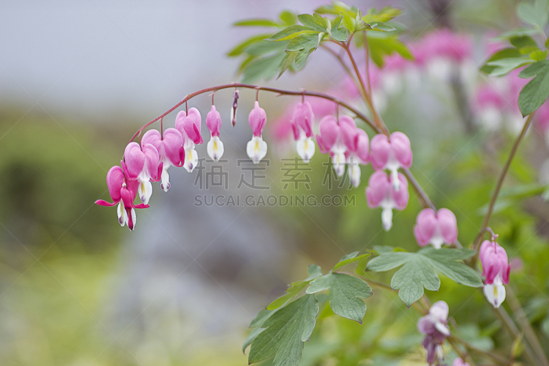 荷包牡丹,自然,野生动物,图像,仅一朵花,颜色,生物,无人,植物,户外