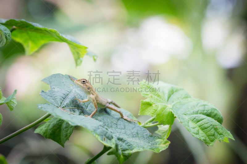 蜥蜴,鬣蜥蜴,龙,叶子,壁虎,石龙子,绿色,褐色,水平画幅,户外