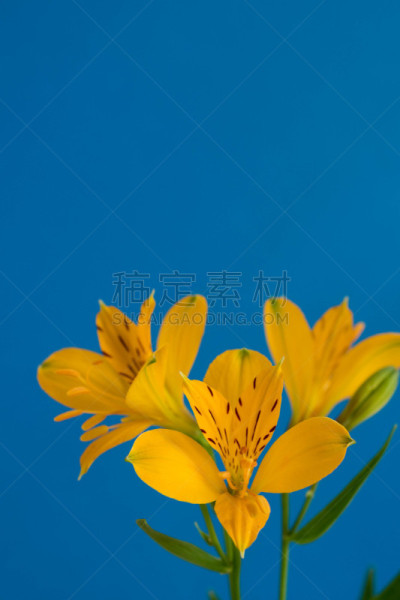 六出花,黄色,垂直画幅,美,贺卡,留白,消息,无人,纯净,特写