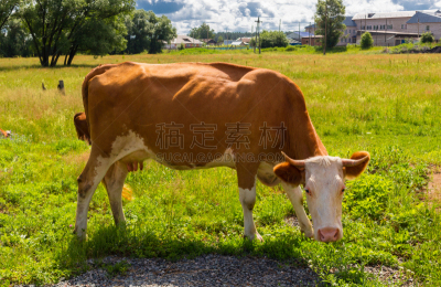 夏天,草地,母牛,褐色,水平画幅,无人,动物身体部位,户外,草,特写