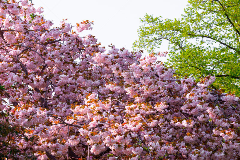 Kirschblüte - Sakura