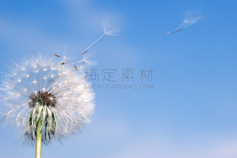 蒲公英,天空,风,水平画幅,蒲公英种子,无人,特写,仅一朵花,自由,白色