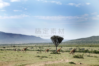 长颈鹿,平原,南美大草原,金合欢树,自然美,马赛长颈鹿,水平画幅,荆棘,动物身体部位,野外动物
