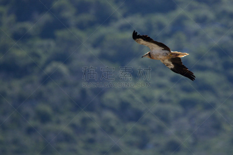 egyptian vulture,水平画幅,无人,鸟类,以色列,摄影