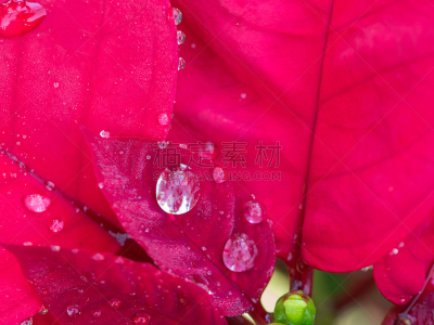 雨滴,秋分,水,美,贺卡,边框,水平画幅,无人,猩猩木