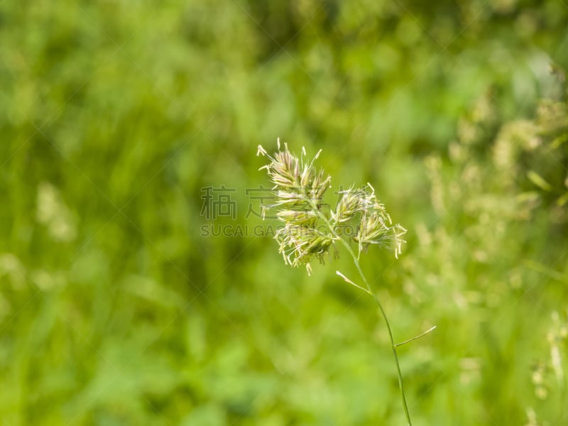 选择对焦,草,特写,仅一朵花,鸭茅,小公鸡,沙土障碍,鸭茅草,花序,野生猫科动物