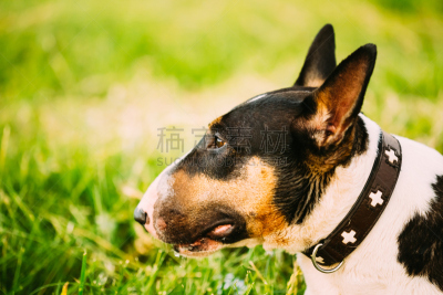 牛头梗,草,狗,绿色,肖像,宠物,褐色,水平画幅,注视镜头,梗犬