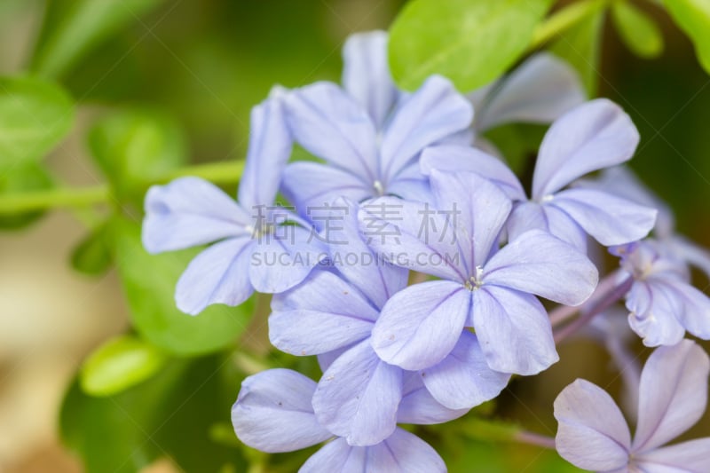 蓝茉莉,仅一朵花,自然界,卷着的,脆弱,图像,花朵,灌木,花蕾,自然美