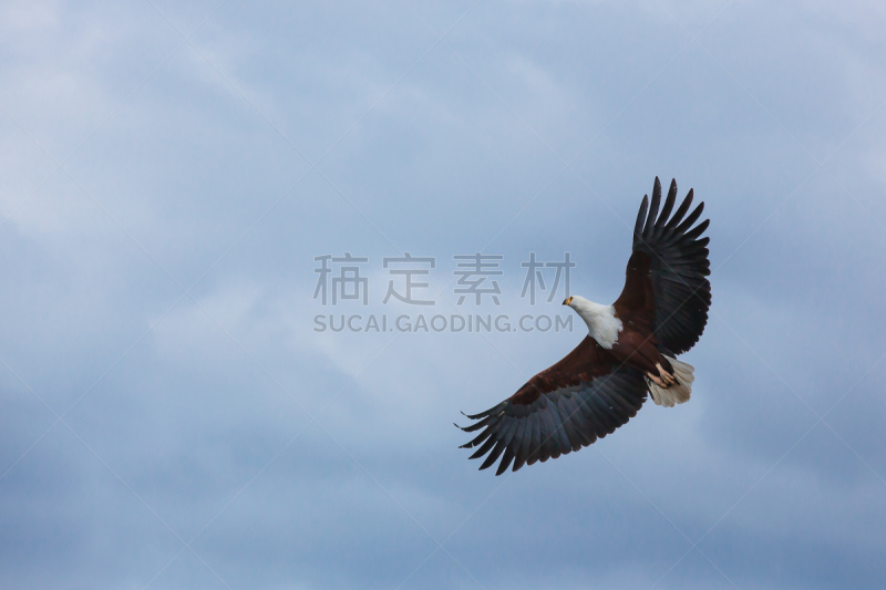 白头鹰,天空,自然,蓝色,鹰,波士顿学院,澳式橄榄球,云景,自由,野生动物