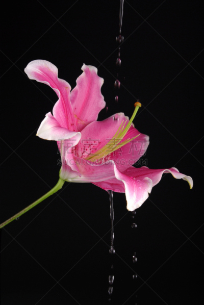 水,百合花,粉色,垂直画幅,绿色,无人,品红色,背景分离,特写,黑色
