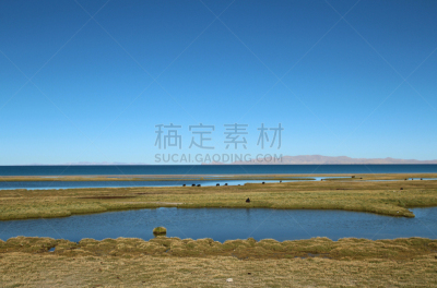平原,自然美,纳木错,水,牦牛,水平画幅,户外,湖,草,白色