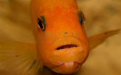 特写,水族馆,人的嘴,鱼类,牙齿,丽体鱼,捕猎行为,水,美,褐色