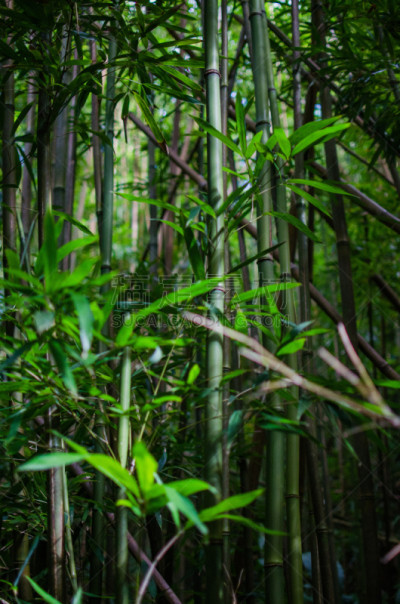 笋,垂直画幅,彩色背景,无人,2015年,太平洋岛屿,绿色背景,竹林,雨林,夏威夷