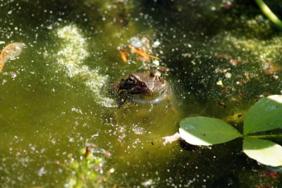 棕色树蛙,水,水生植物,水平画幅,动物身体部位,特写,植物,大特写,淤泥,伸舌头
