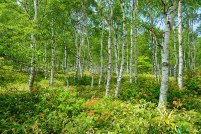 长野县,日本,杜鹃花,yachiho,森林,苏格兰高地,白桦,度假胜地,水平画幅,枝繁叶茂