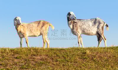 努比亚山羊,荷兰,堤岸,两只动物,水平画幅,早晨,户外,草,不看镜头,哺乳纲