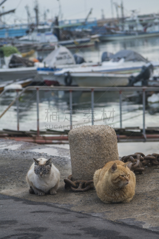 海港,猫,广岛县,看,大群动物,旅途,著名自然景观,渔业,船,著名景点