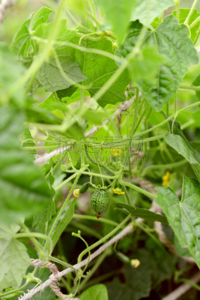 拇指西瓜,有蔓植物,水果,社区菜园,自然,垂直画幅,菜园,留白,绿色,枝繁叶茂