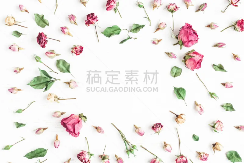 干的 仅一朵花 边框 玫瑰 白色背景 留白 高视角 干花 古典式 夏天图片素材下载 稿定素材 干的 仅一朵花 边框 玫瑰 白色背景 留白 高视角 干花 古典式 夏天图片素材下载 稿定素材