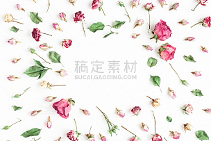 干的,仅一朵花,边框,玫瑰,白色背景,留白,高视角,干花,古典式,夏天